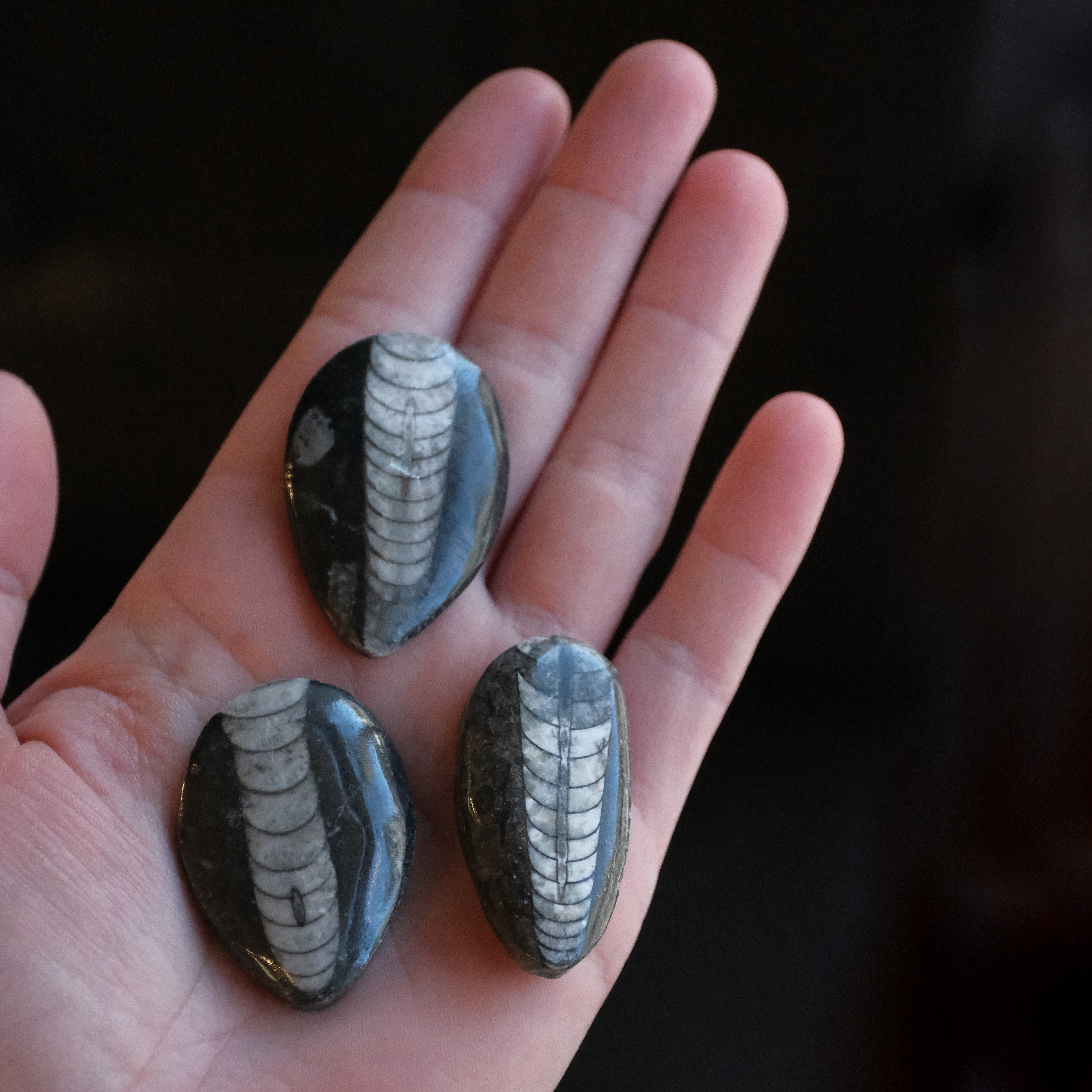 Mini Polished Orthoceras Fossil