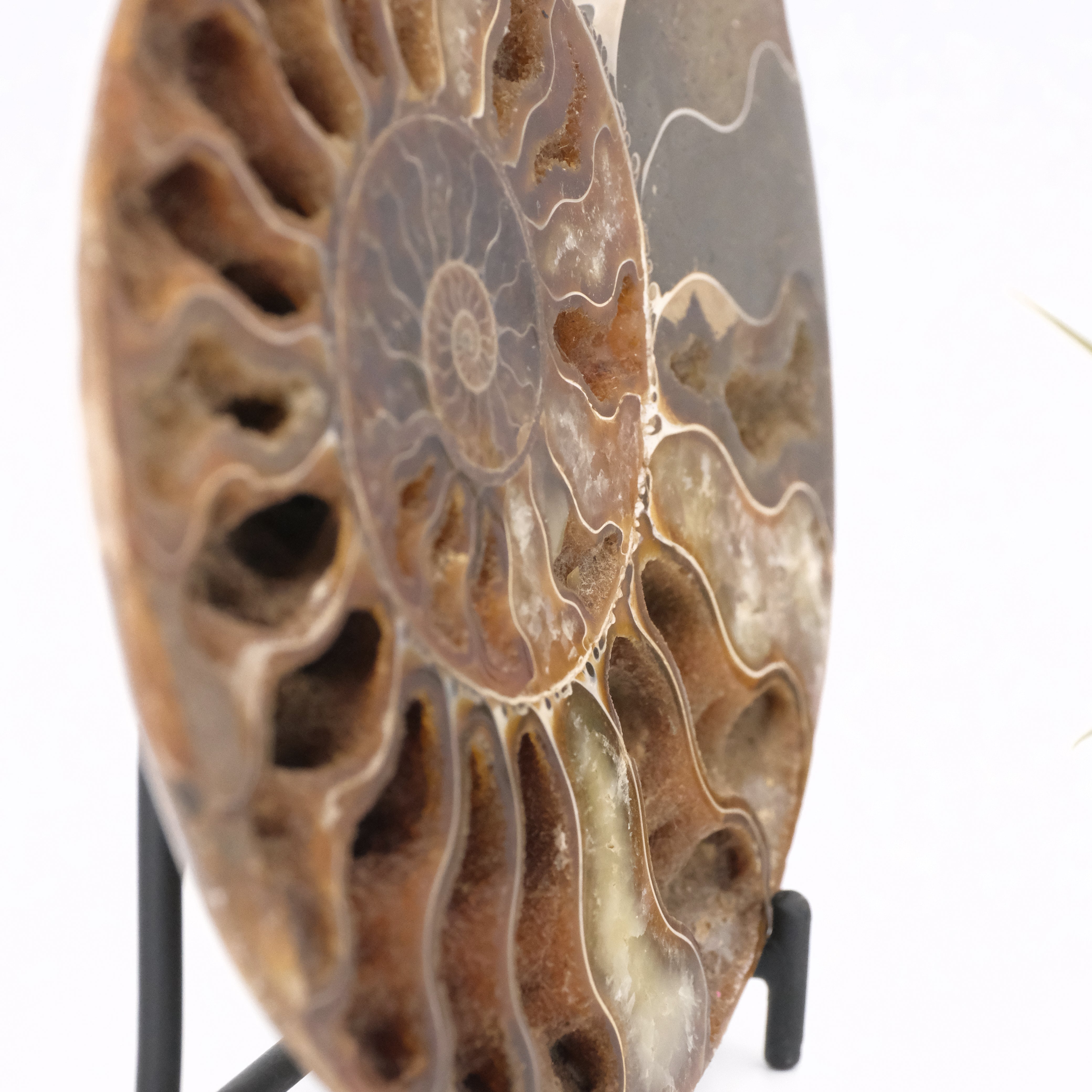 Moroccan Ammonite Fossil with Stand