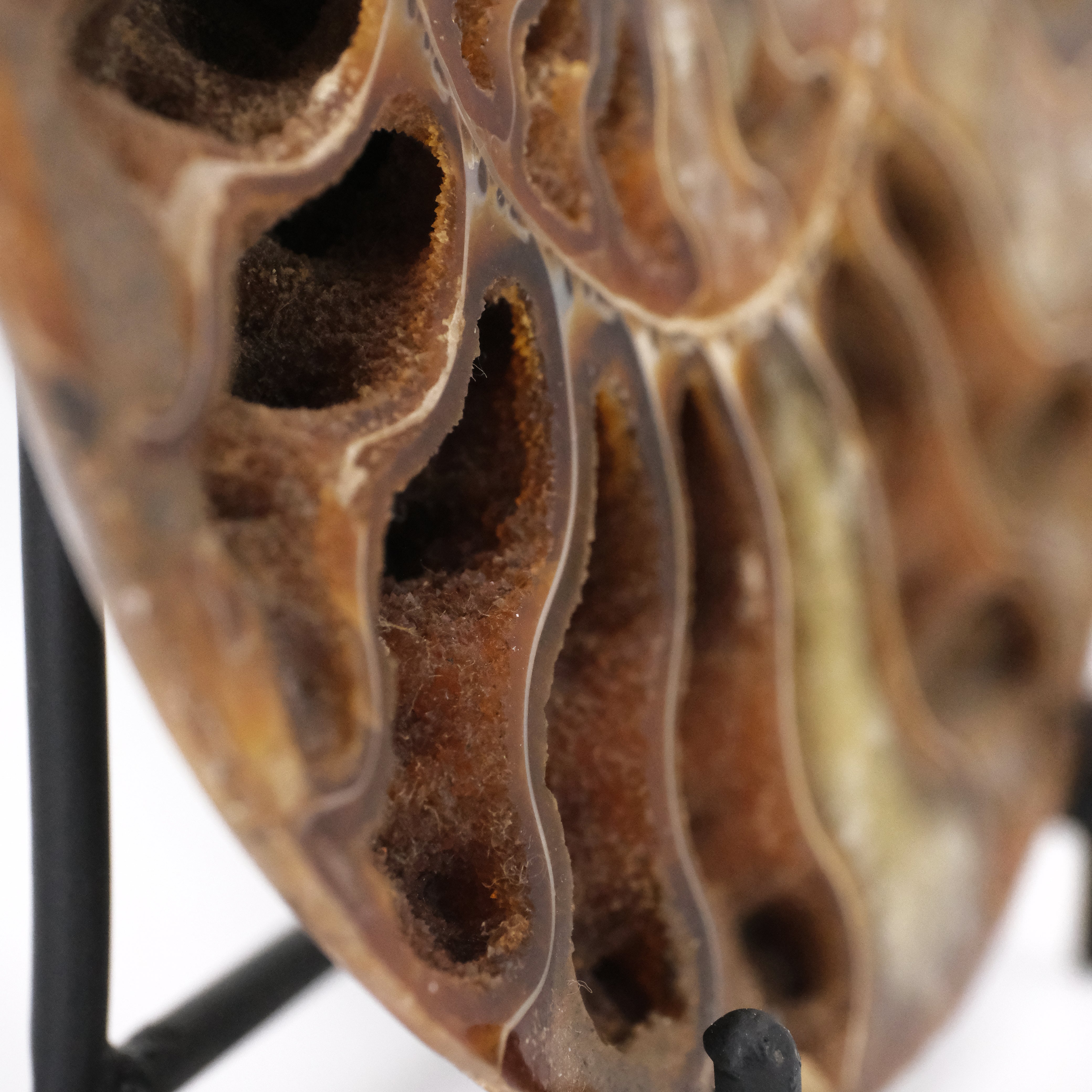 Moroccan Ammonite Fossil with Stand