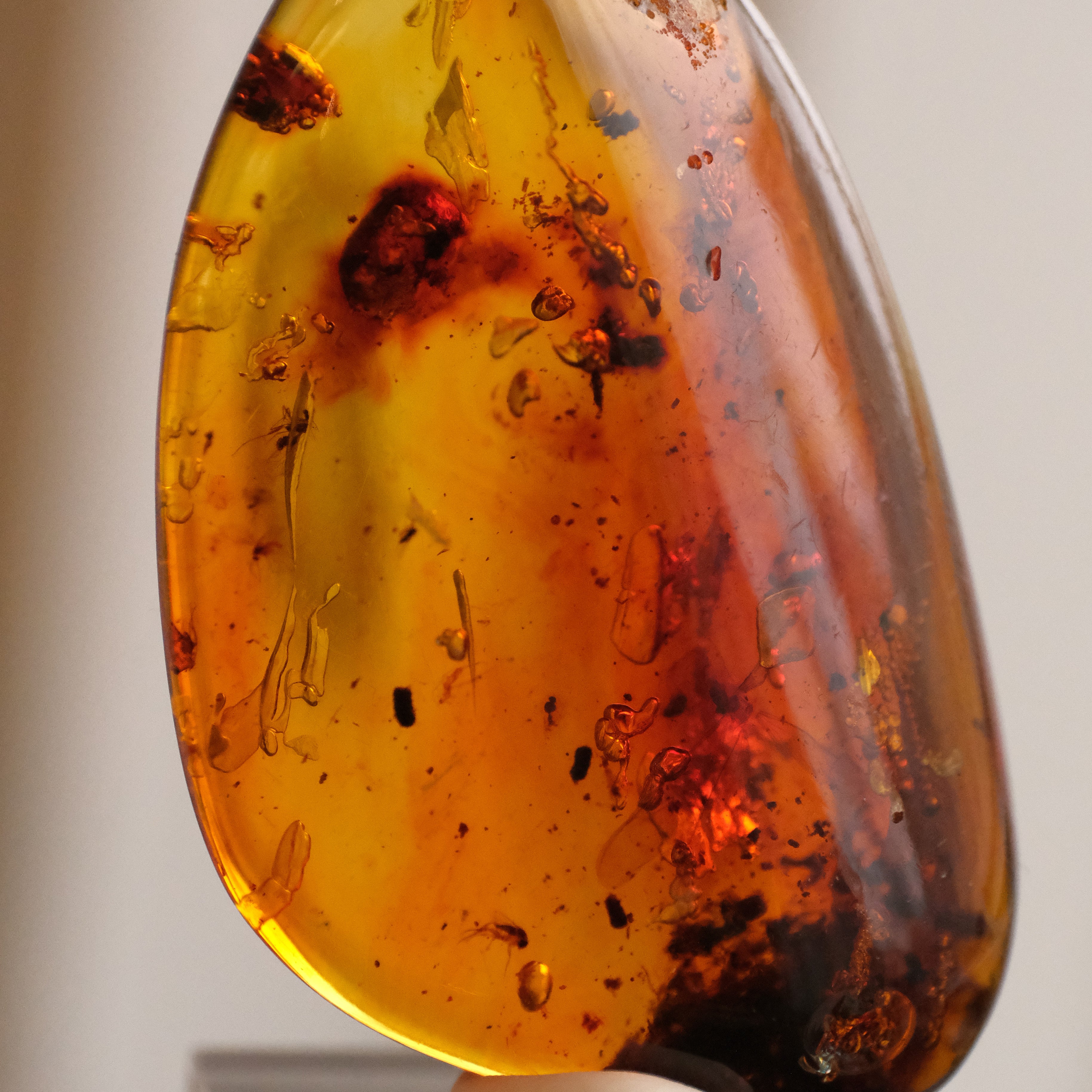 Colombian Amber Specimen with Trapped Insects