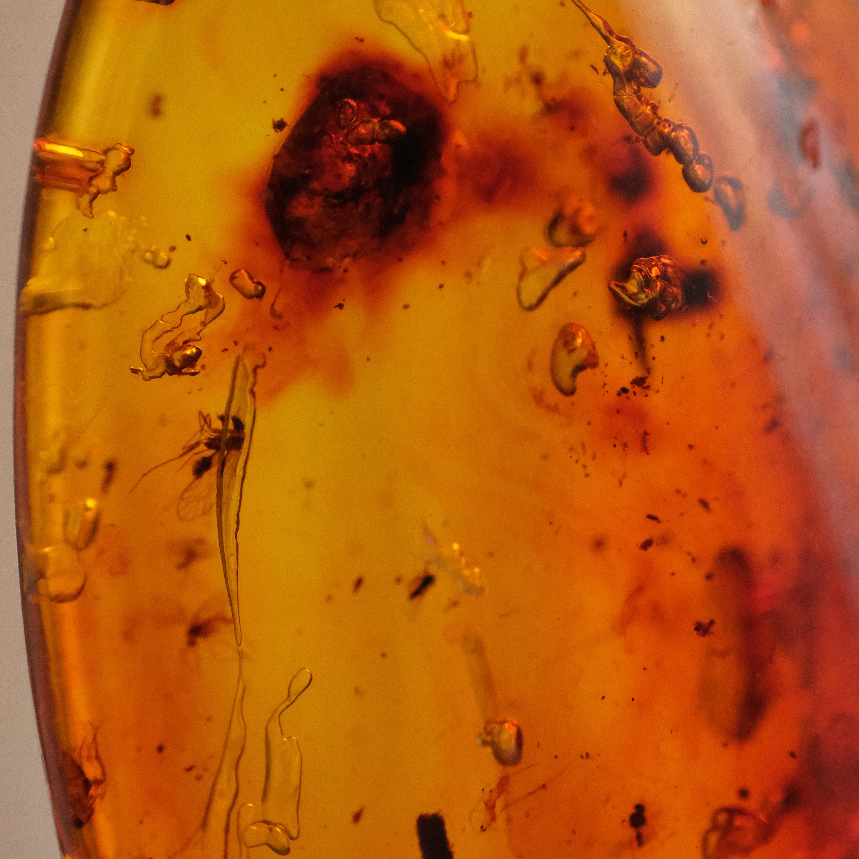 Colombian Amber Specimen with Trapped Insects
