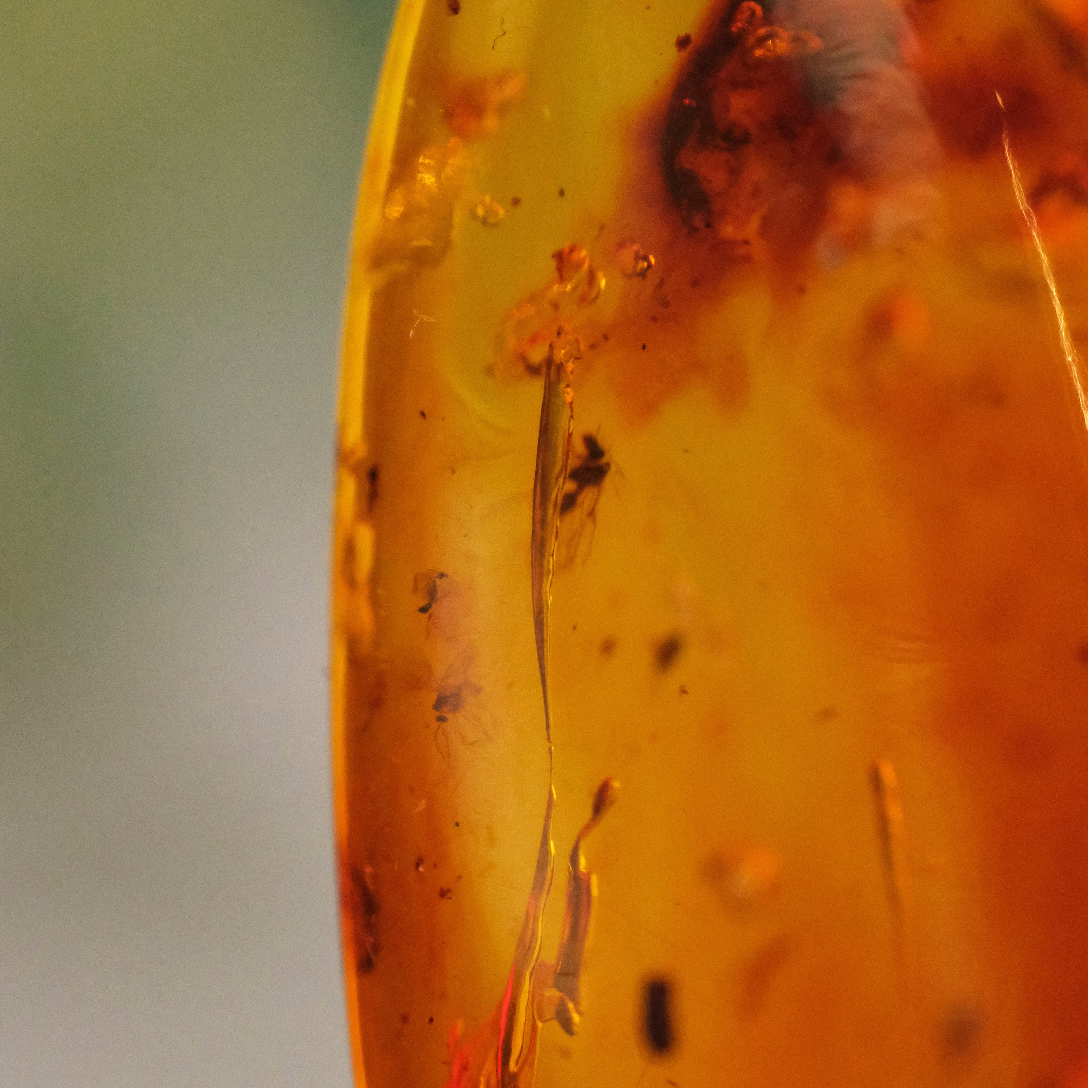 Colombian Amber Specimen with Trapped Insects