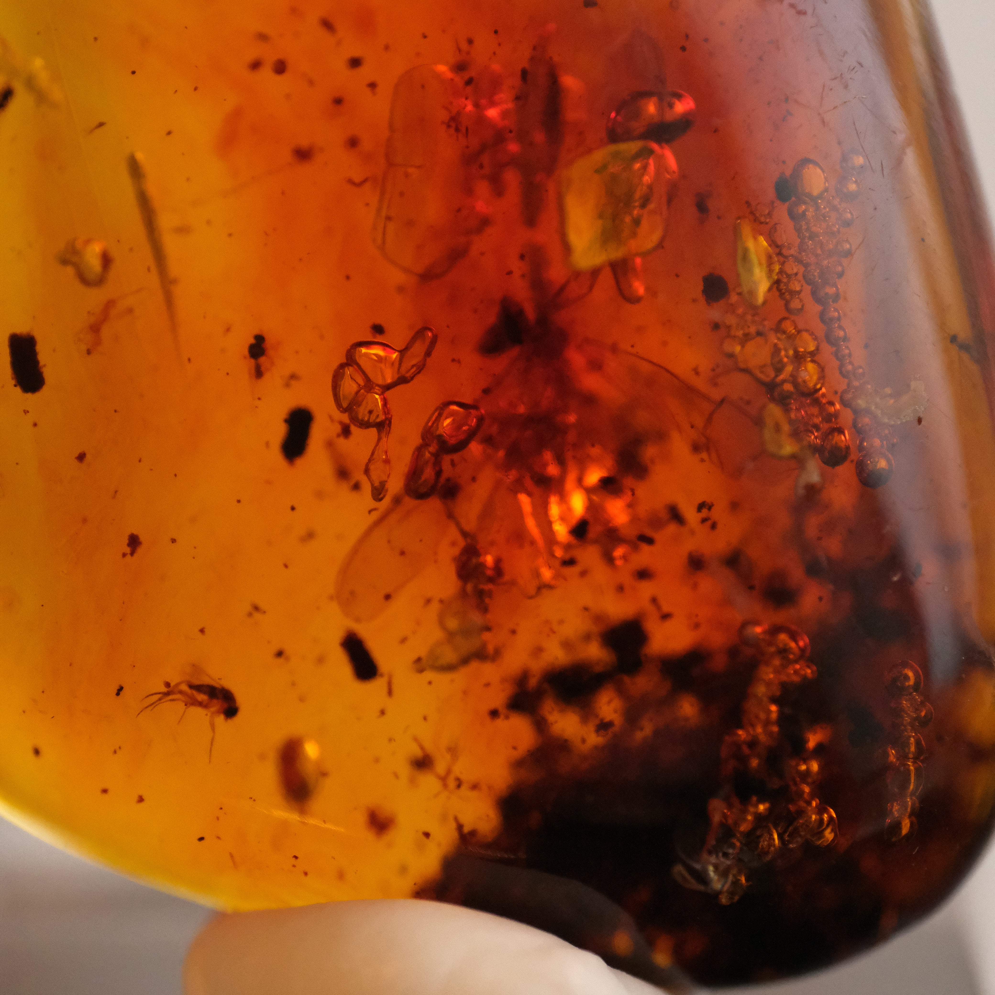 Colombian Amber Specimen with Trapped Insects