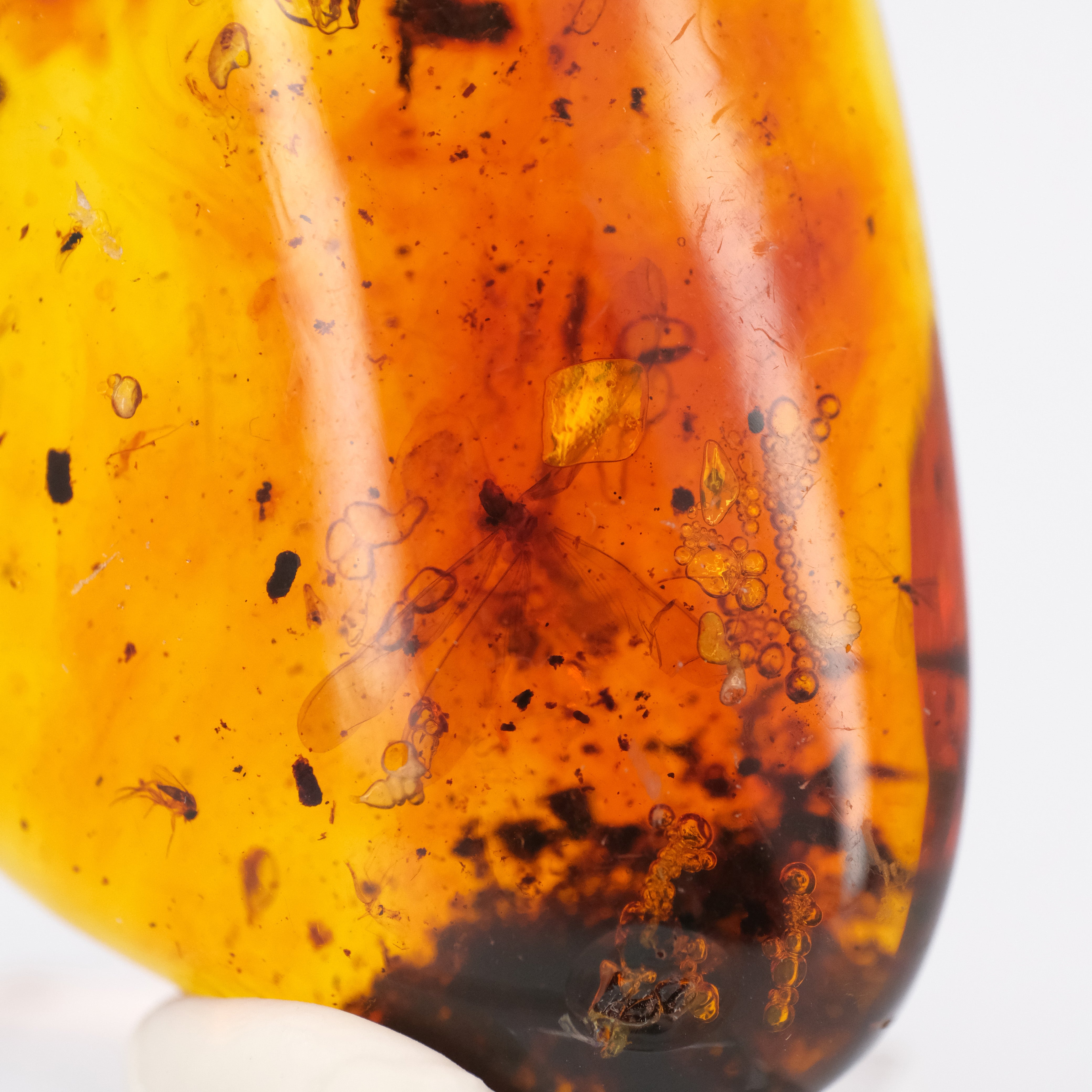 Colombian Amber Specimen with Trapped Insects