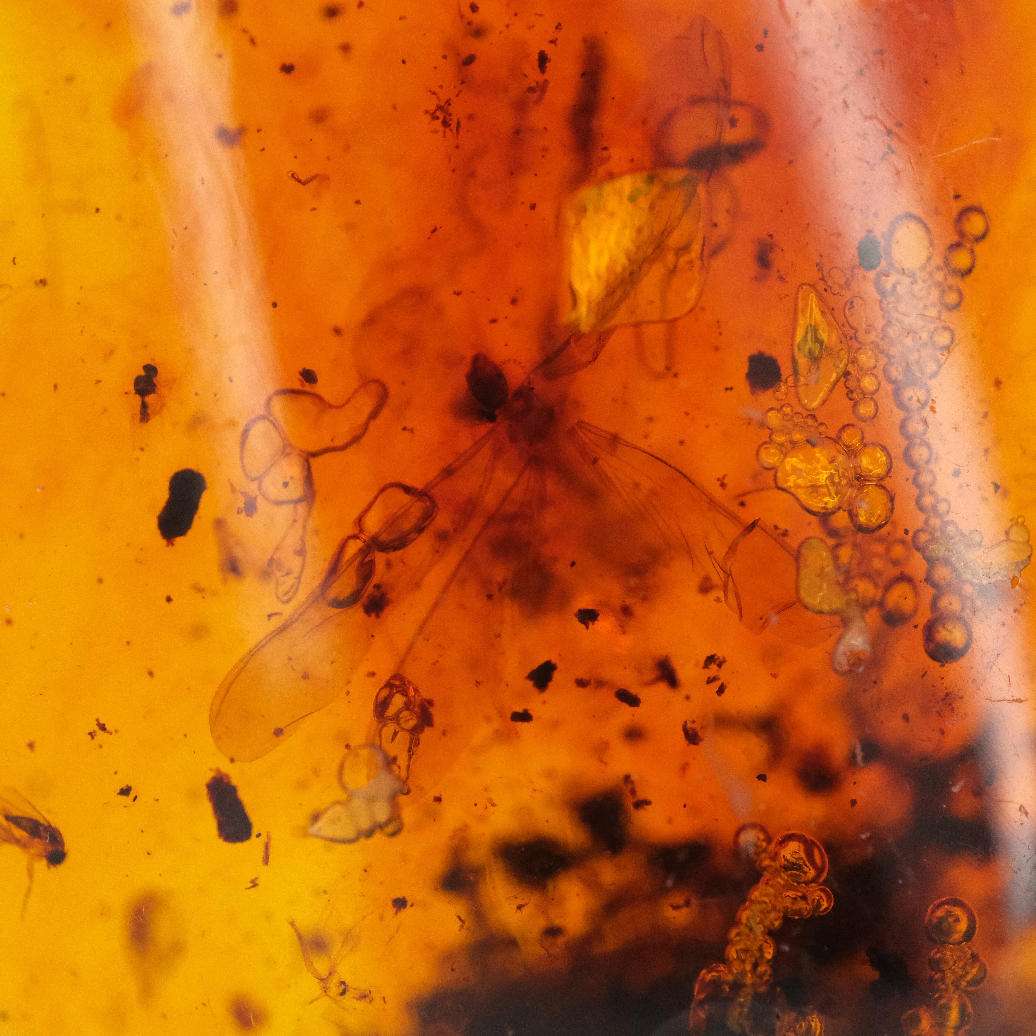 Colombian Amber Specimen with Trapped Insects