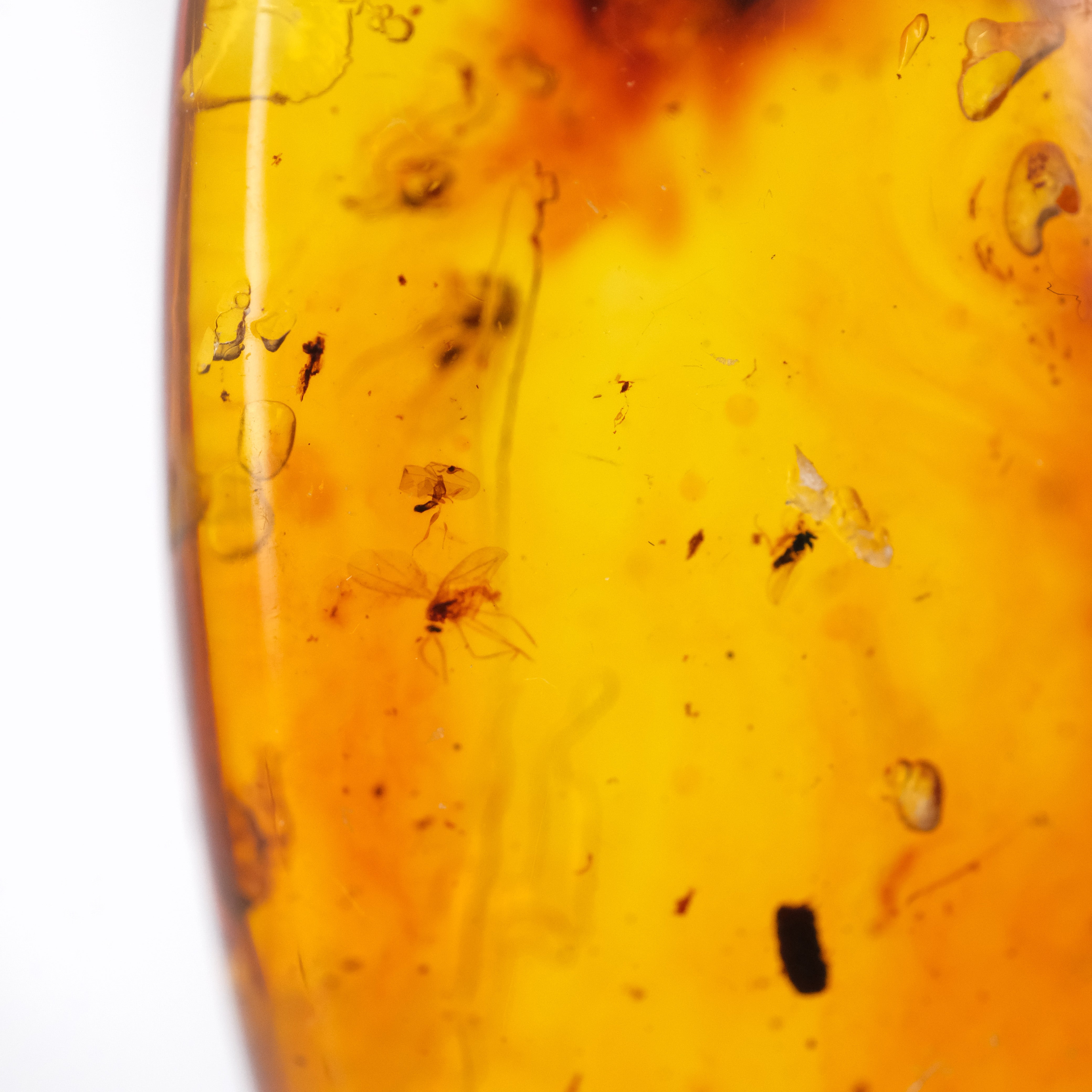 Colombian Amber Specimen with Trapped Insects