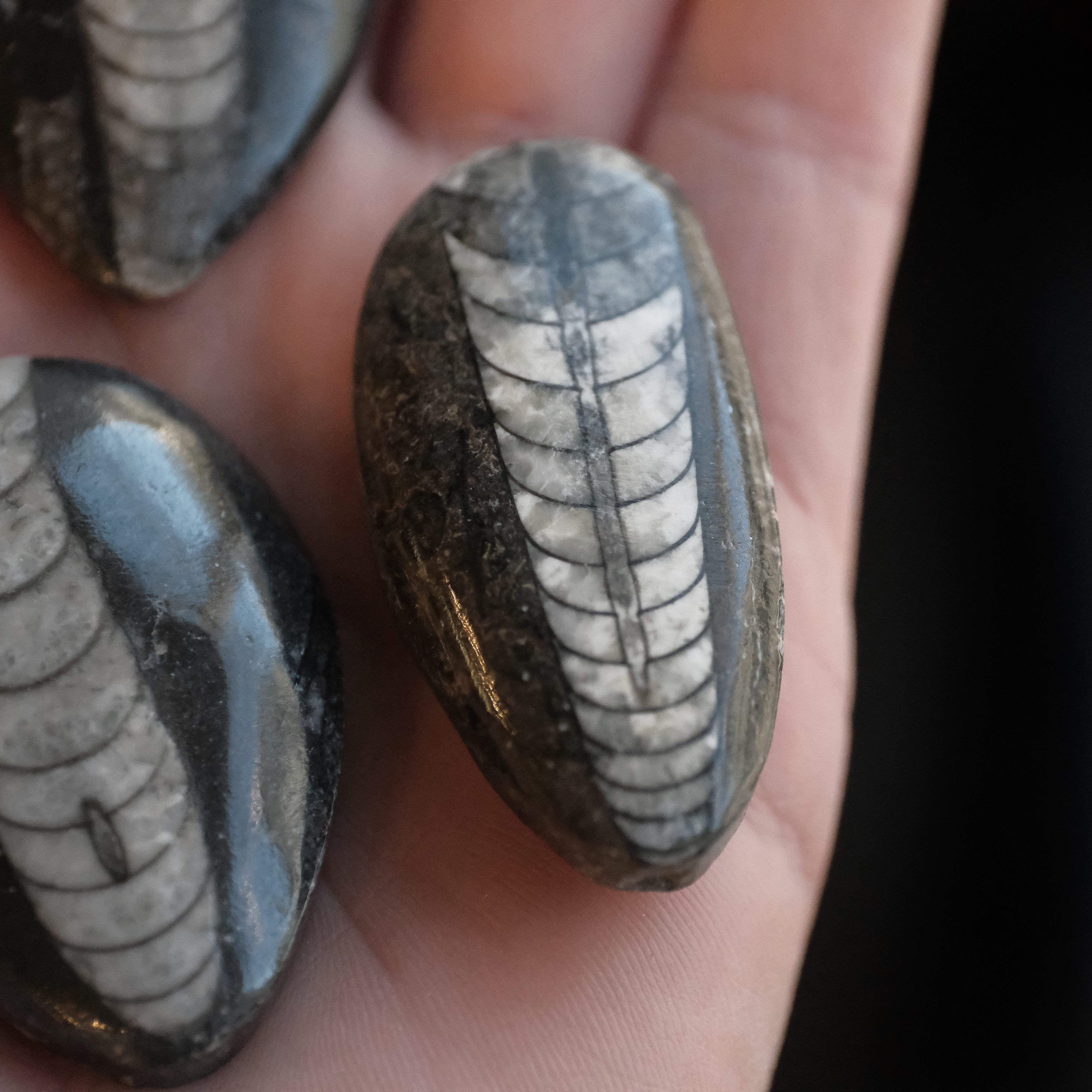 Mini Polished Orthoceras Fossil