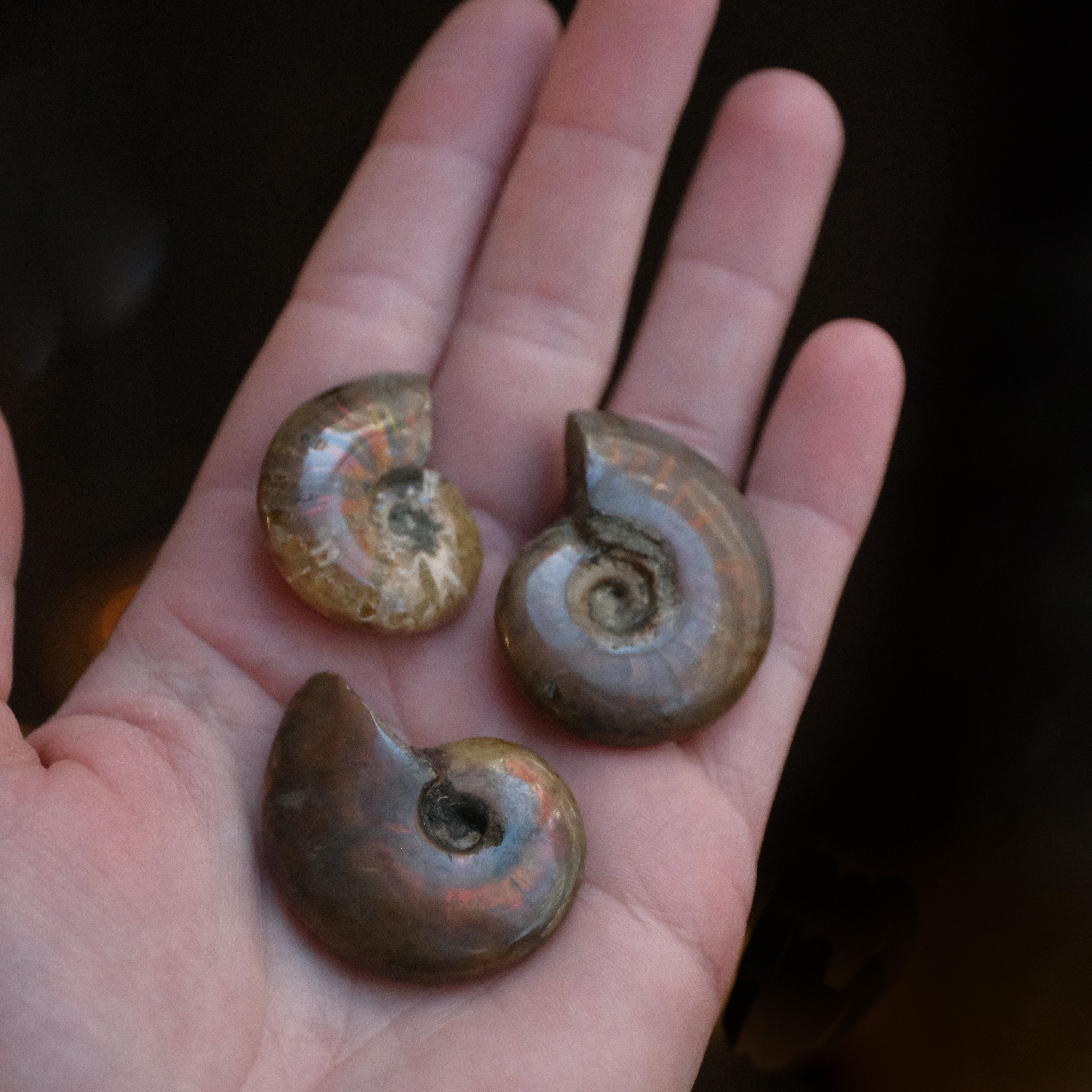 Mini Iridescent Ammonite Fossil