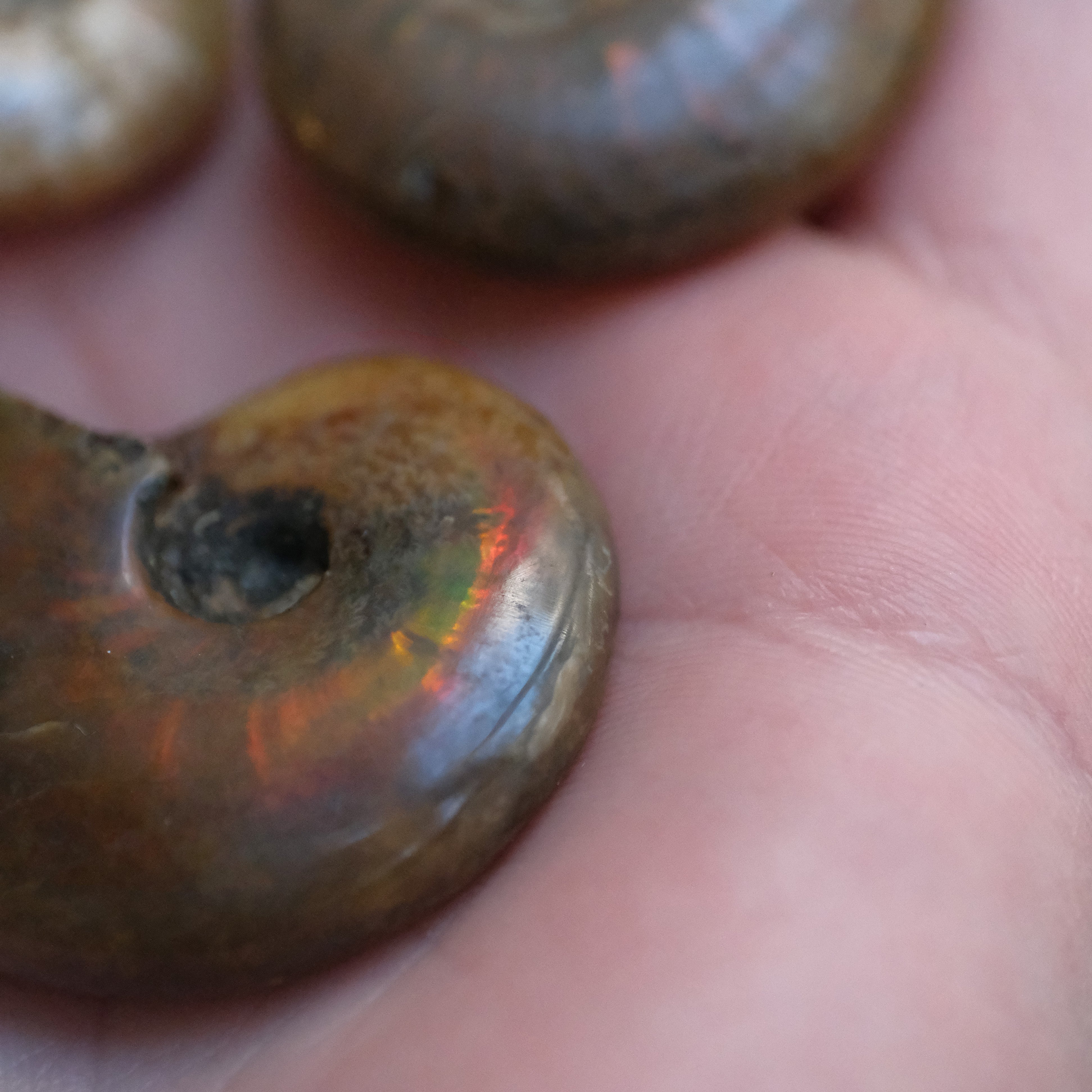 Mini Iridescent Ammonite Fossil