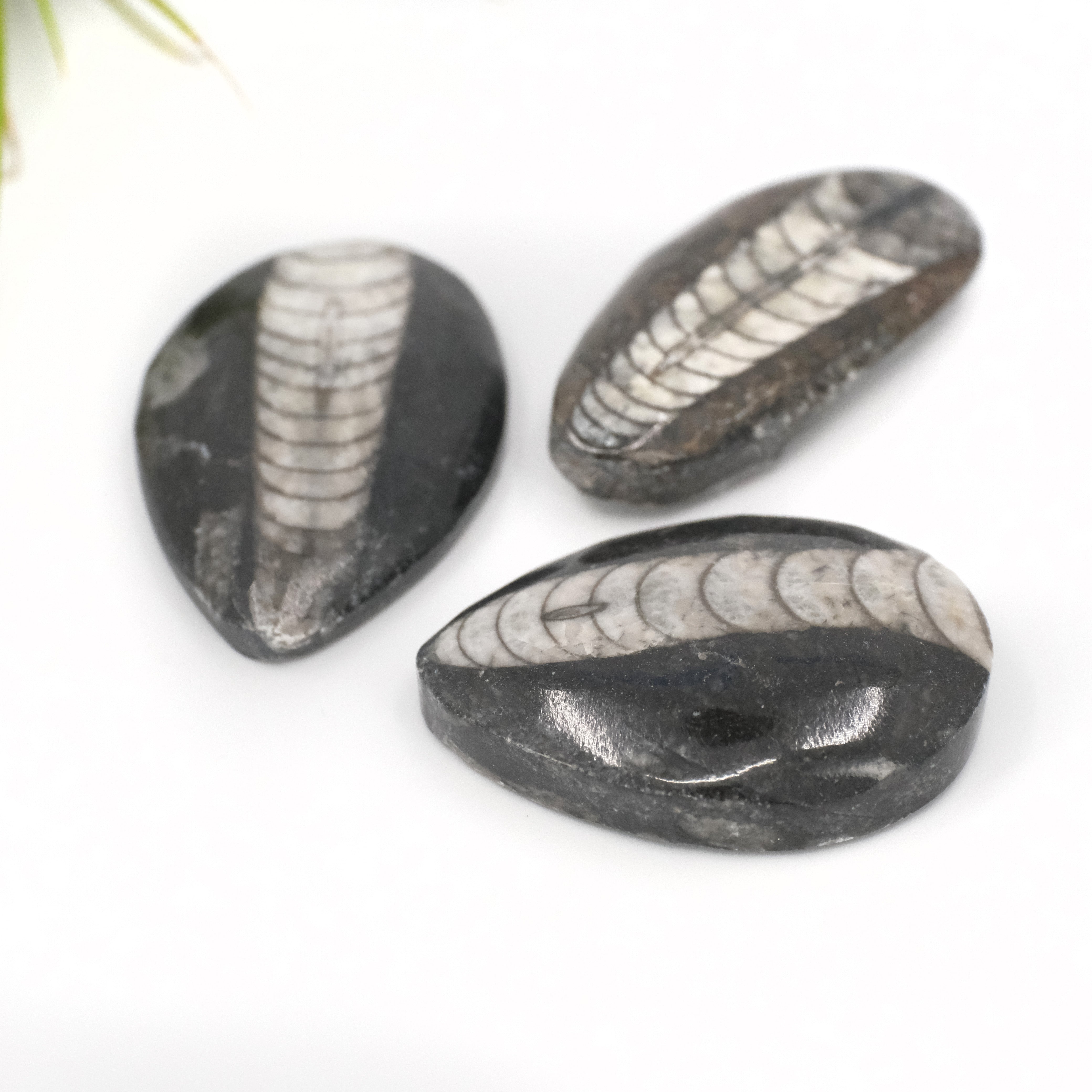 Mini Polished Orthoceras Fossil