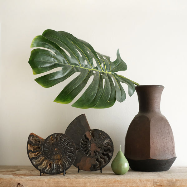 Moroccan Ammonite Fossil with Stand