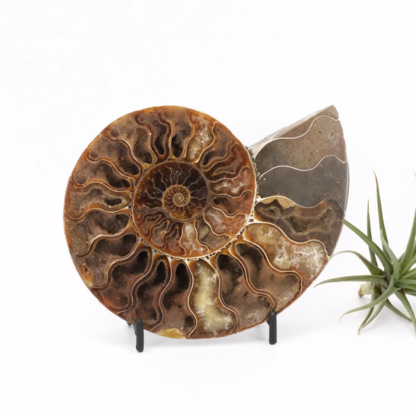 Moroccan Ammonite Fossil with Stand